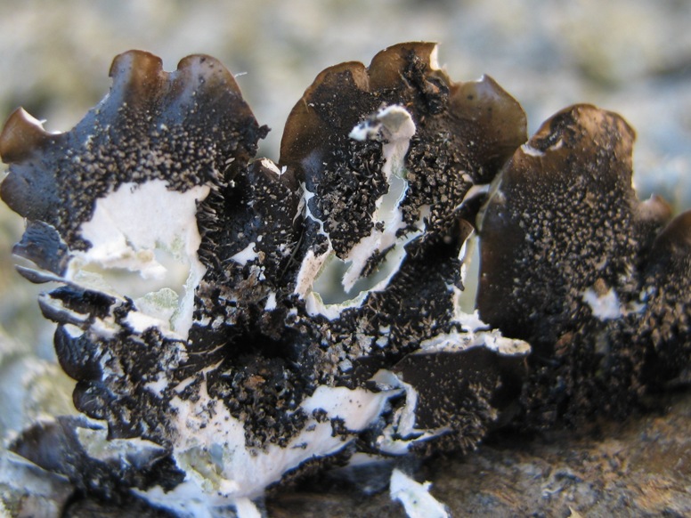 Punctelia: da determinare e curiosit�